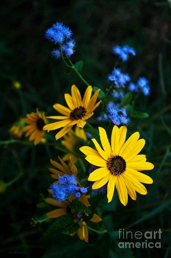 Flower Photograph - Autumn Wildflowers by Lisa Porier