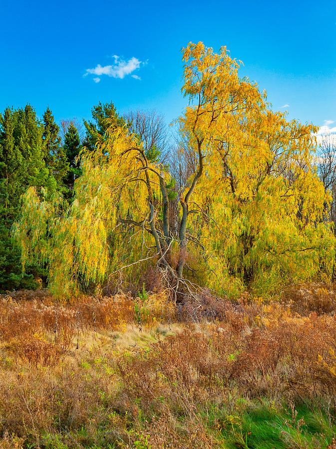 Fall Photograph - Autumn Willow by Steve Harrington