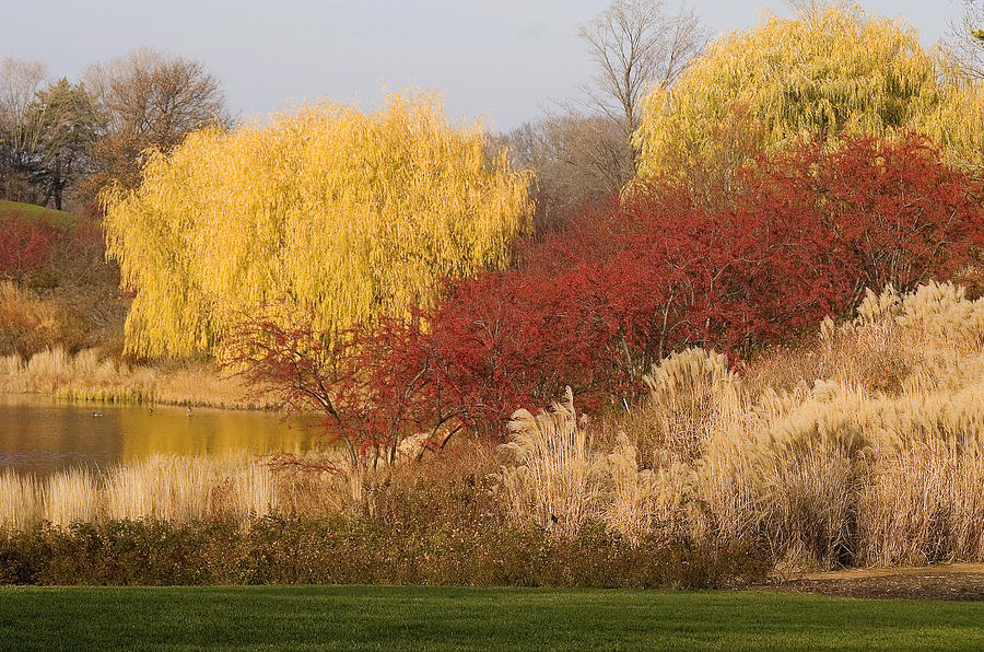 Autumn Willow Trees Photograph by Elvira Butler