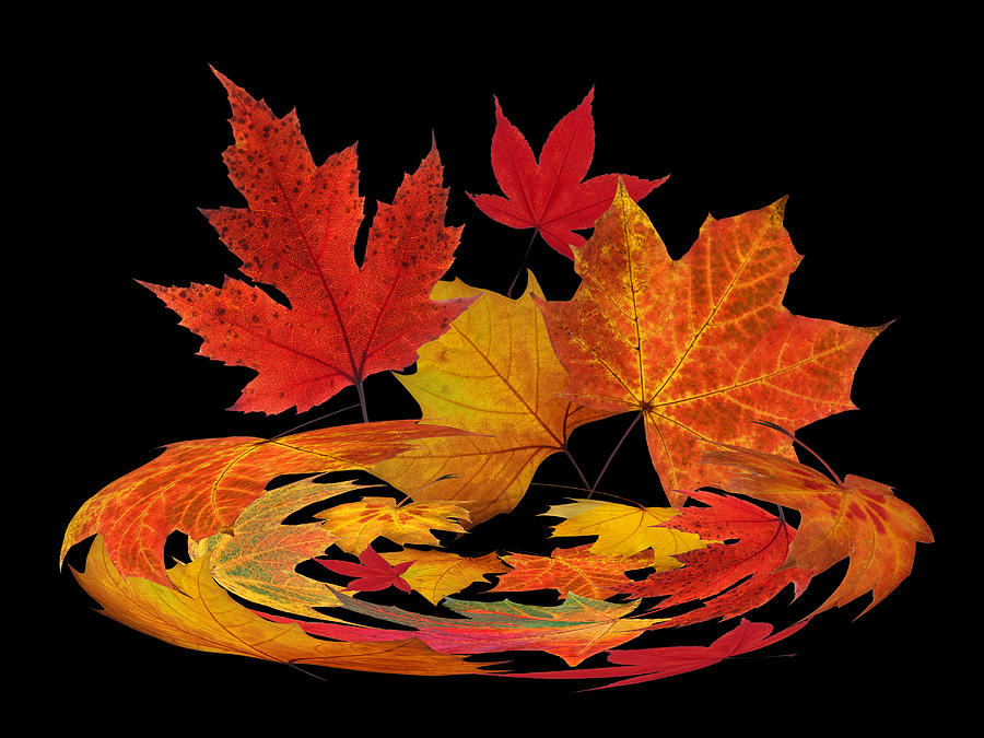 Fall Photograph - Autumn Winds - Colorful Leaves on Black by Gill Billington