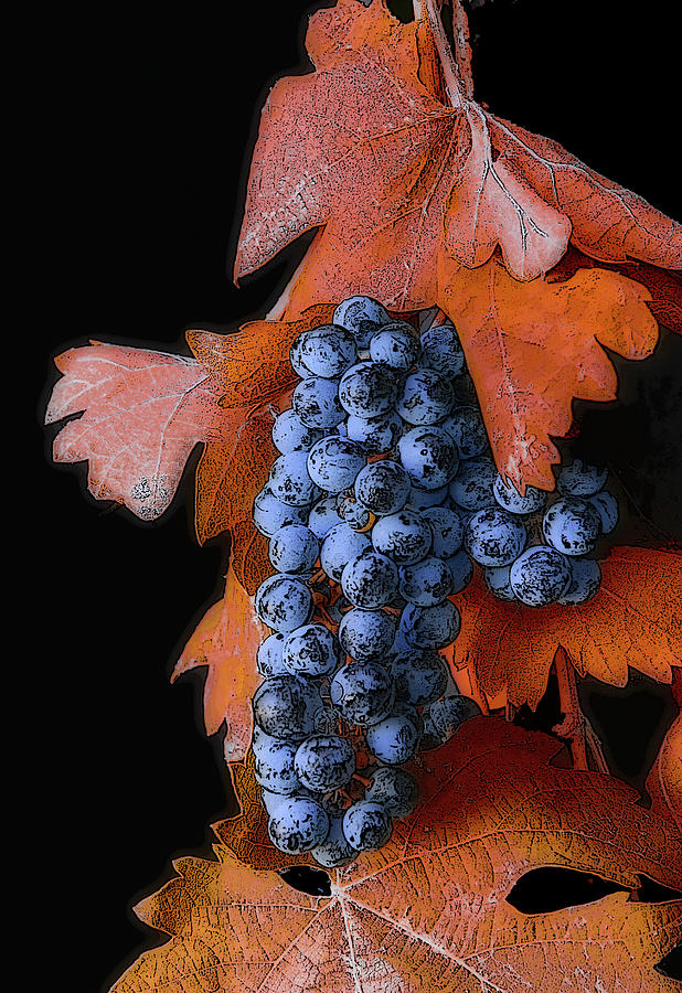 Autumn Wine Grapes Photograph by Floyd Hopper