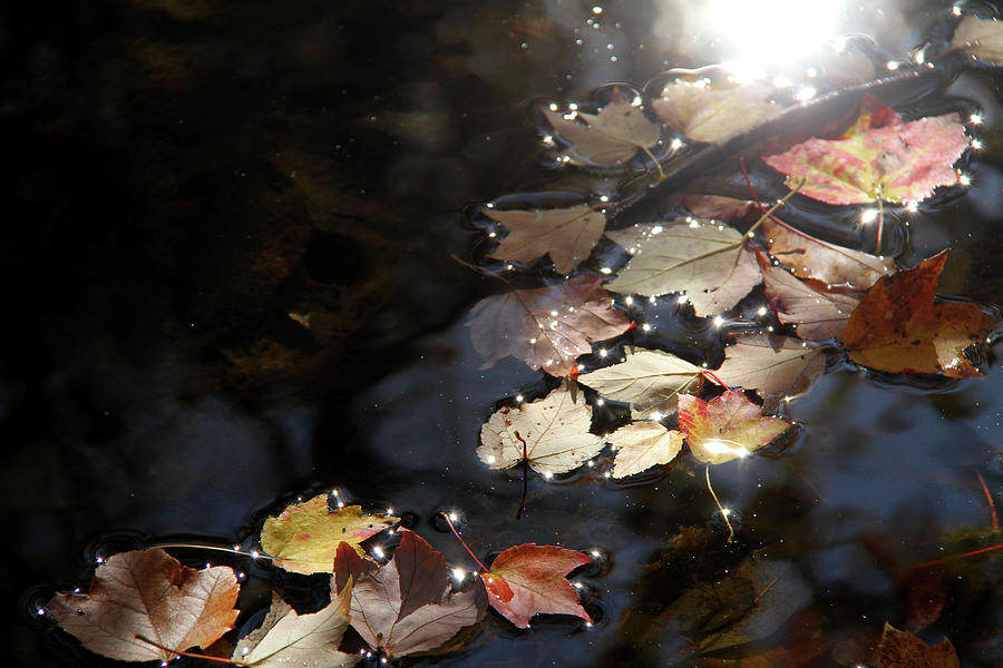 Autumn With Leaves On Water Photograph