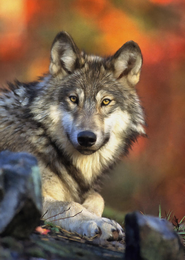 Wolf Painting - Autumn Wolf by Eddie J L Christian Wolf Painting - Autumn Wolf by Eddie J L Christian