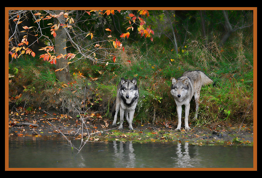 Autumn Wolf Study  Photograph by Shari Jardina