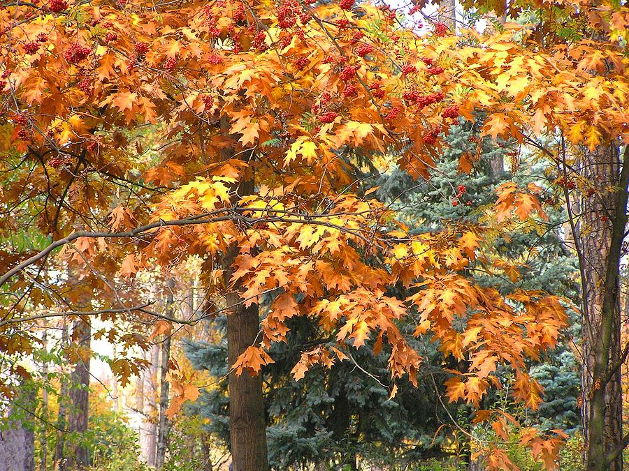 Tree Photograph - Autumn Wood by Oleg Zavarzin