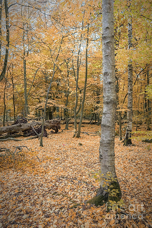 Autumn Woodland Background Photograph by Antony McAulay