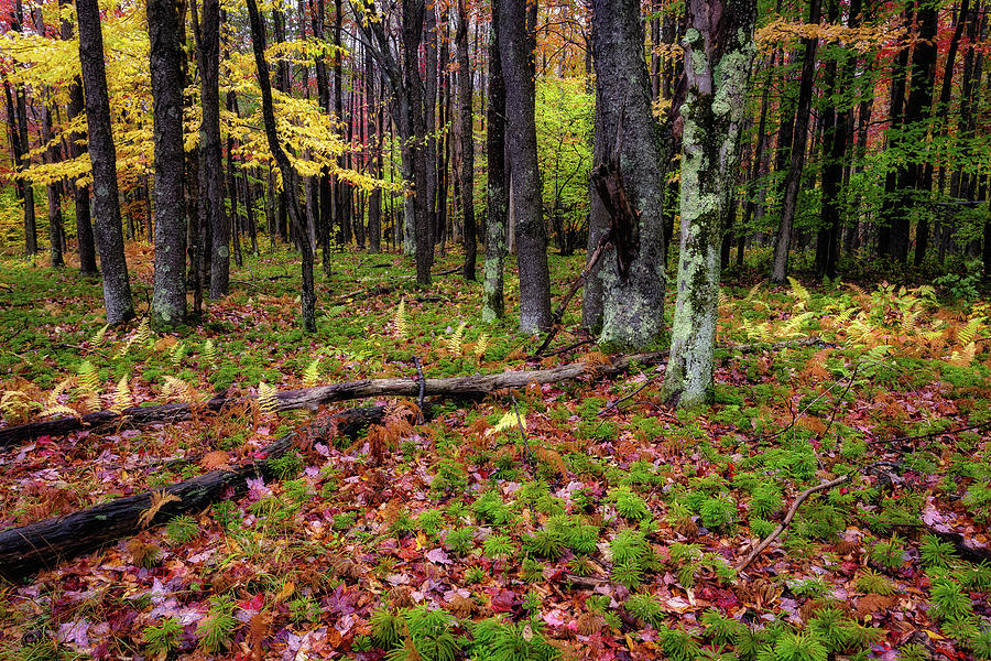 Autumn Woodland Photograph by C  Renee Martin