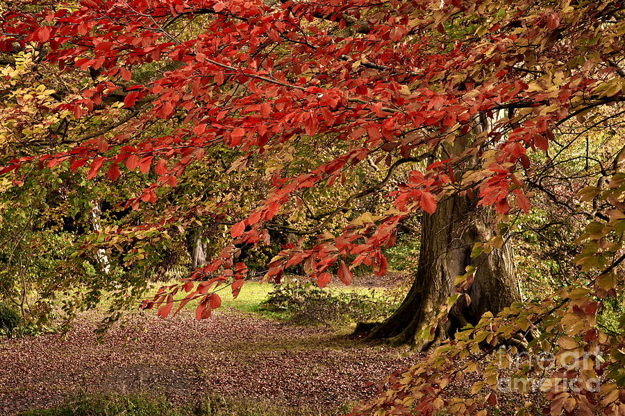 Autumn Woodland Color Photograph by Martyn Arnold
