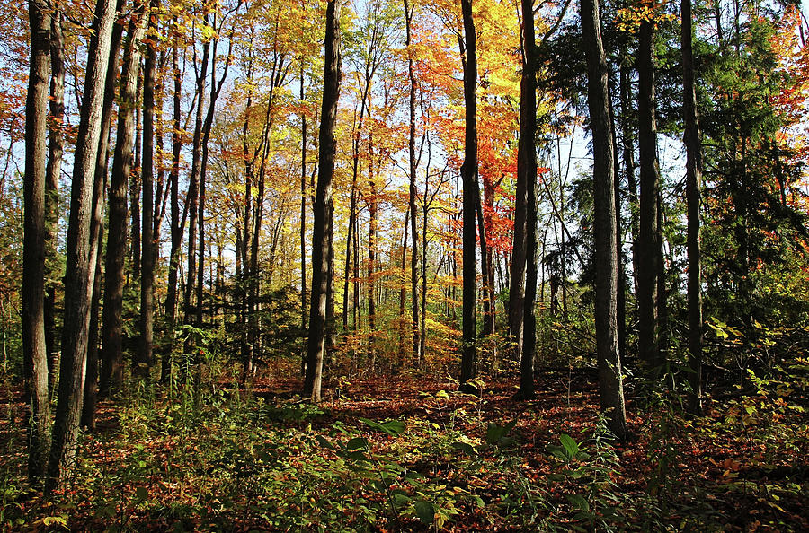 Autumn Woodland Photograph by Debbie Oppermann