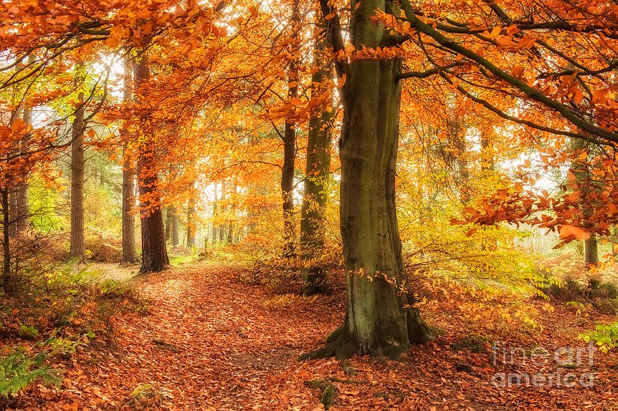 Tree Photograph - Autumn Woodland by Janet Burdon