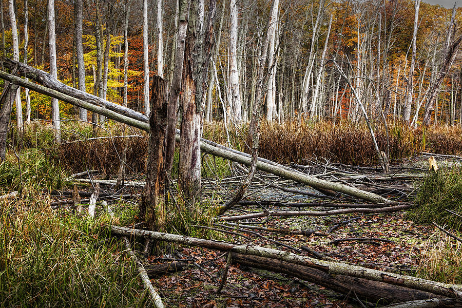 Autumn Woodland Marsh Scene Photograph by Randall Nyhof