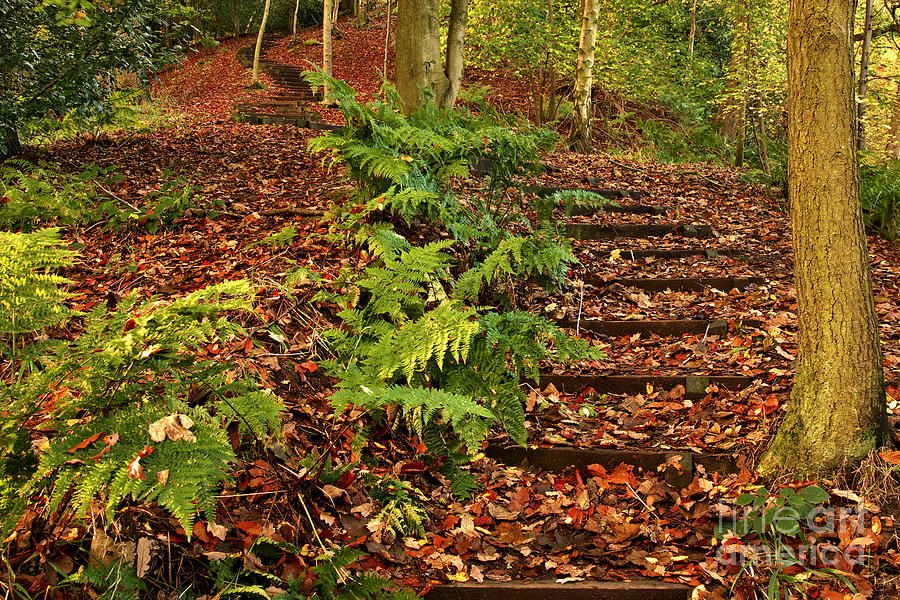 Autumn Woodland Path Photograph by Martyn Arnold