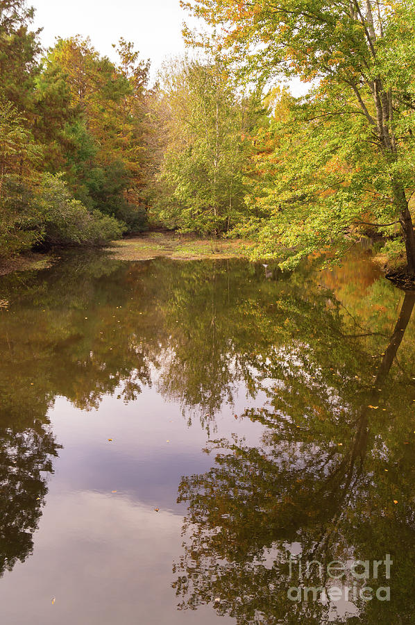 Autumn Woodland Pond at Jeffries Creek Photograph by MM Anderson