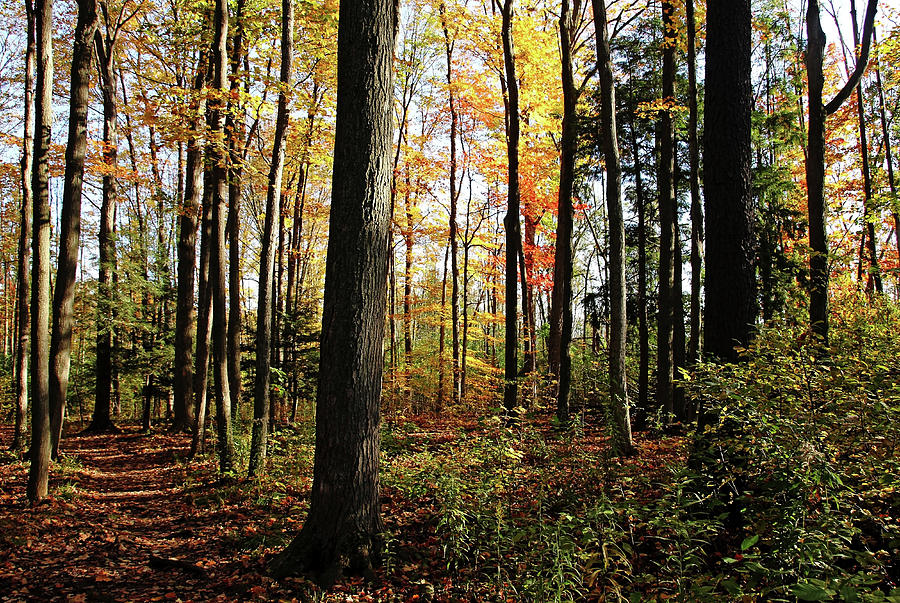 Autumn Woodland Trail Photograph by Debbie Oppermann