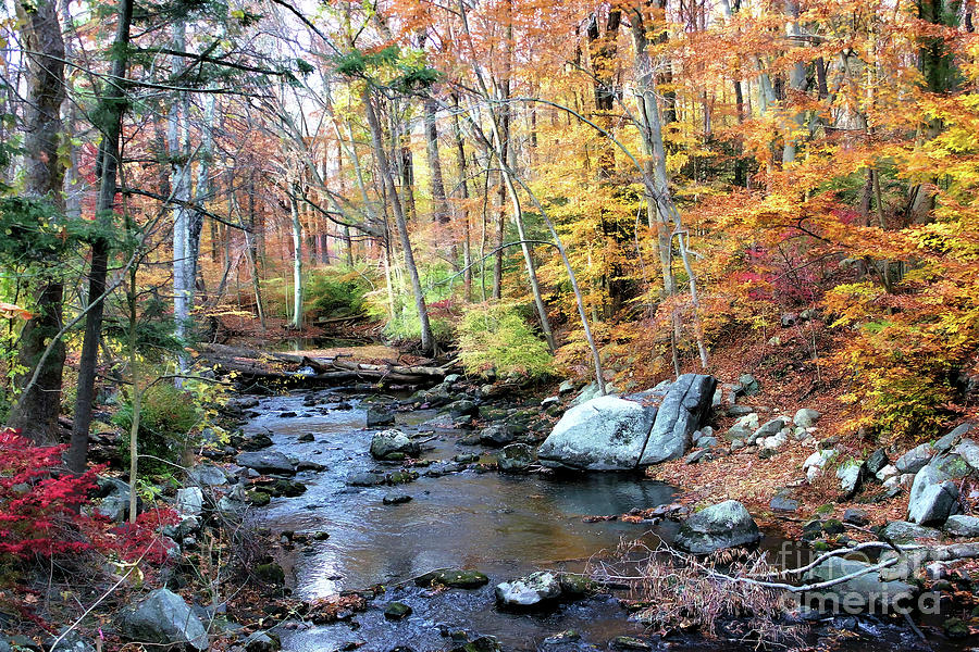 Autumn Woodlands Photograph by Judy Palkimas