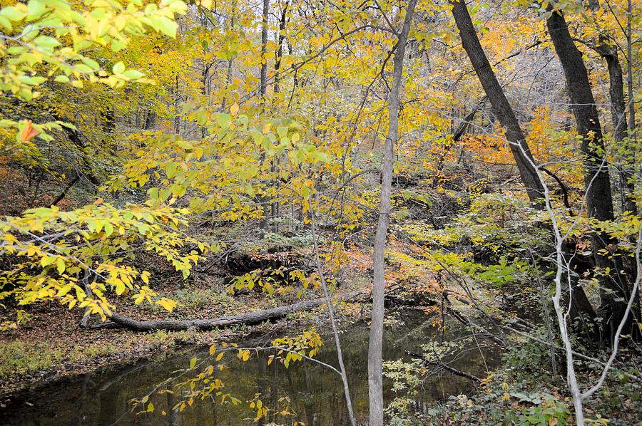 Autumn Woods 2 Photograph by Bonfire Photography