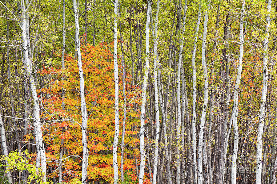 Autumn Woods Photograph by Alan L Graham