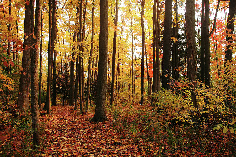 Autumn Woods Photograph by Debbie Oppermann