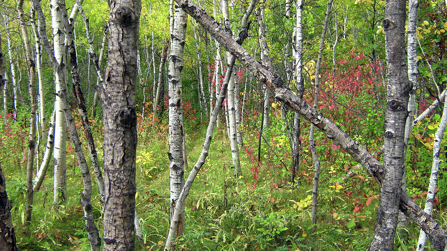 Silver Birch Photograph - Autumn Woods by Emma Frost Silver Birch Photograph - Autumn Woods by Emma Frost