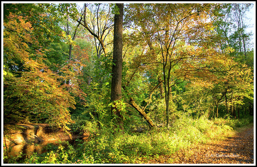 Autumn Woods, Fairmount Park, Philadelphia, Pennsylvania Photograph by A Macarthur Gurmankin