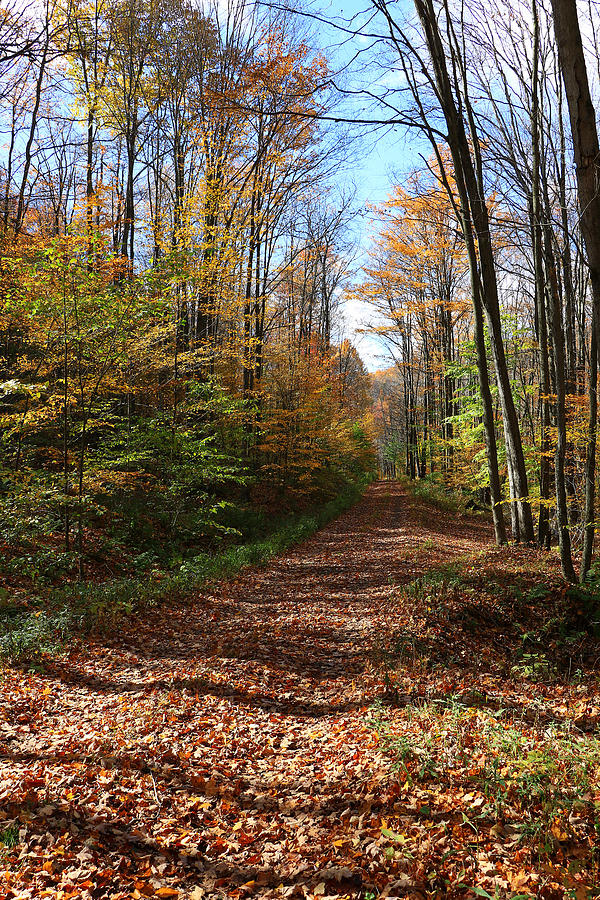 Autumn Woods Road by Rick Morgan Autumn Woods Road by Rick Morgan