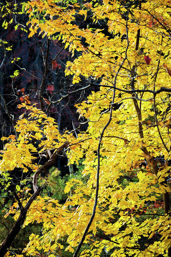 Autumn Yellow Photograph by Brian Wallace