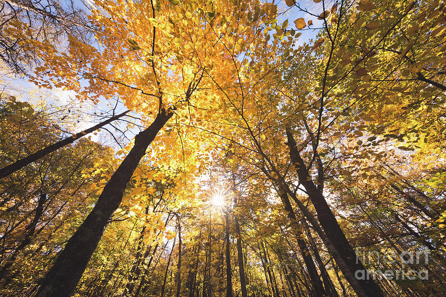 Autumn Yellow Photograph by Ernesto Ruiz