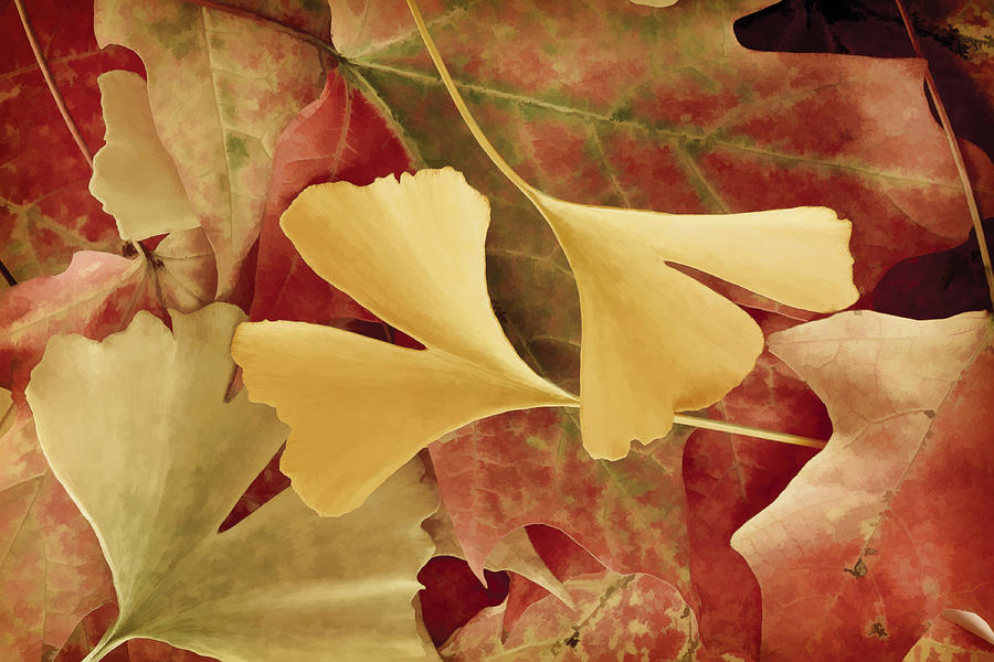 Autumn Yellow Photograph by Joye Ardyn Durham