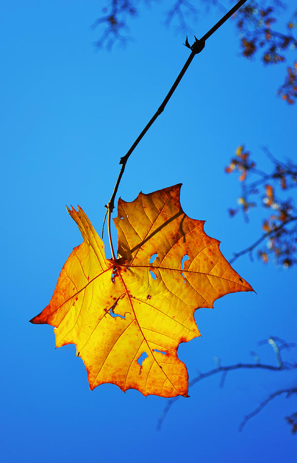 Autumn Yellow Leaf - nature photography Photograph by Ann Powell