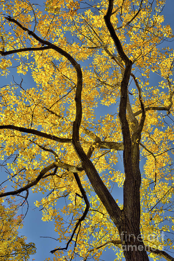 Autumn Yellow Photograph by Norman Gabitzsch