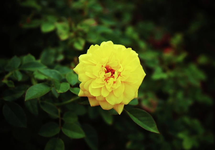 Autumn Yellow Rose Photograph by Cynthia Guinn
