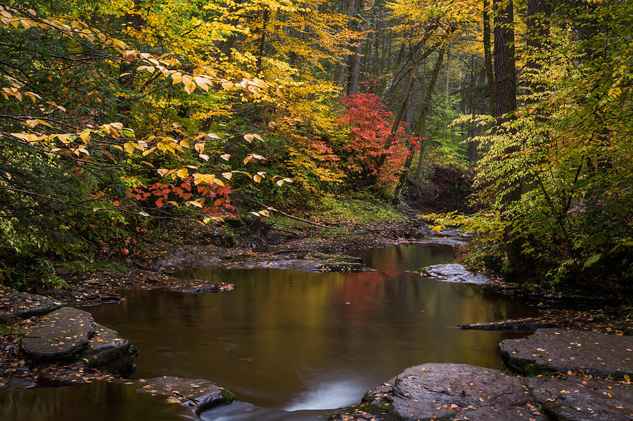 Autumn Zen Ricketts Glen State Park PA Photograph by Terry DeLuco