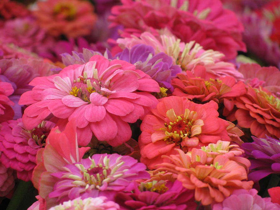 Fall Photograph - Autumn Zinnias by Alfred Ng