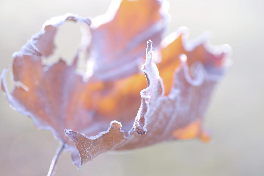 Autumnal Abstract of Dry Frosted Leaf Photograph by Jenny Rainbow