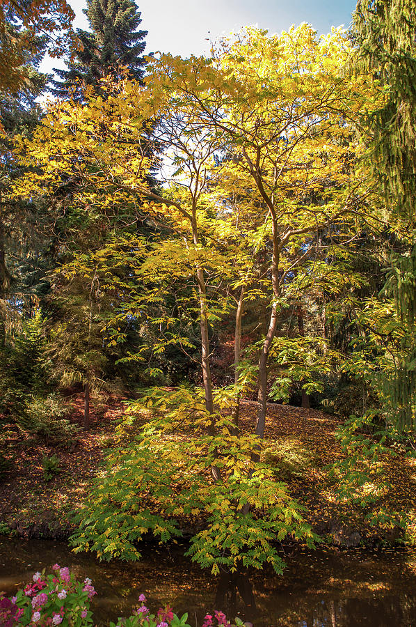 Autumnal Acacia Tree Photograph by Jenny Rainbow