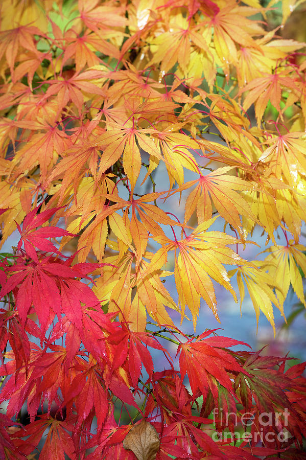 Autumnal Acer Palmatum Elegans  Photograph by Tim Gainey