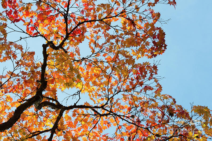 Autumnal Acer Palmatum S Matsumurae  Photograph by Tim Gainey