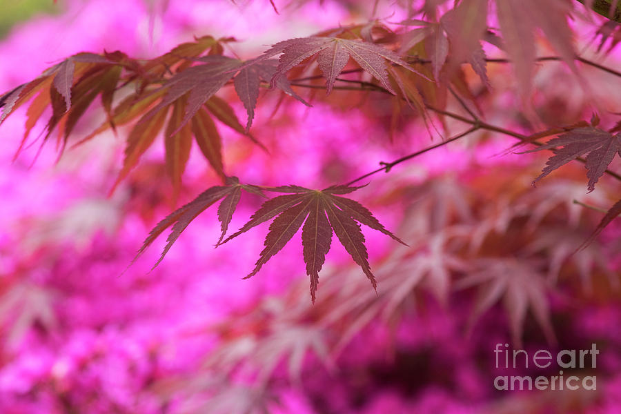 Autumnal Acer Palmatum Sumi Nagashi Photograph by Tim Gainey