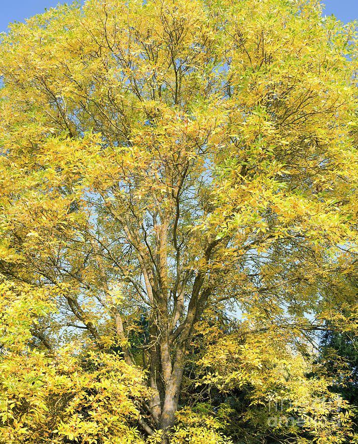 Autumnal American Ash Photograph by Tim Gainey