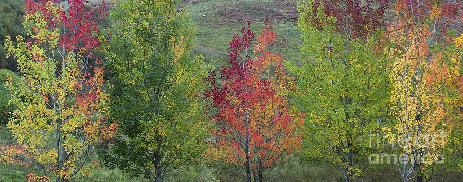 Autumnal Aspen Trees Panoramic Photograph by Tim Gainey