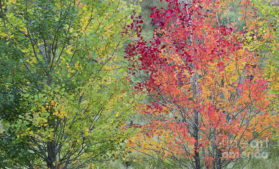 Autumnal Aspen Trees Photograph by Tim Gainey