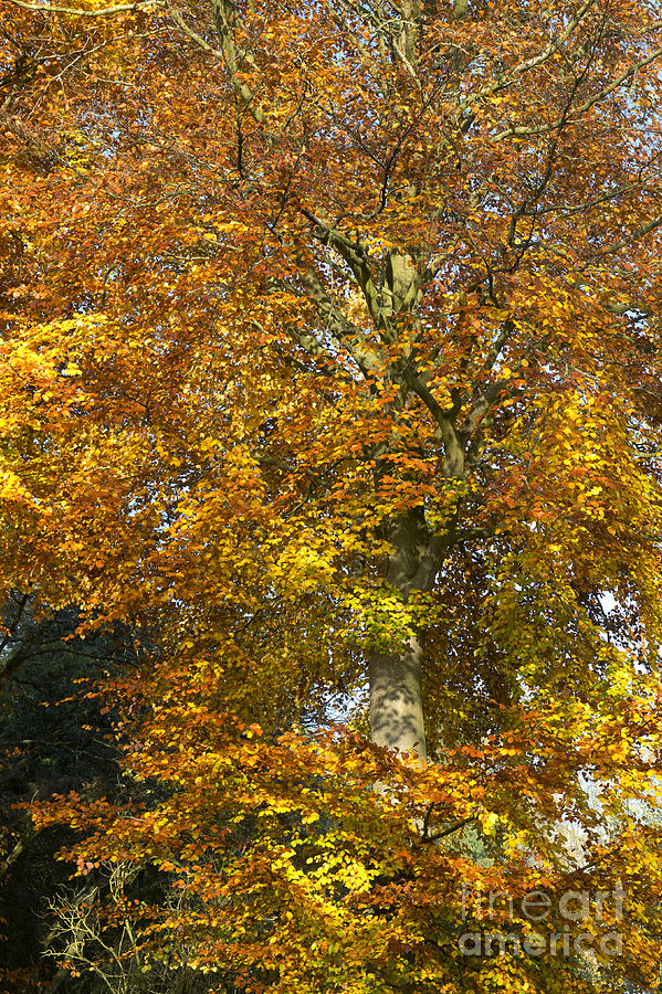 Tree Photograph - Autumnal Beech Tree by Tim Gainey