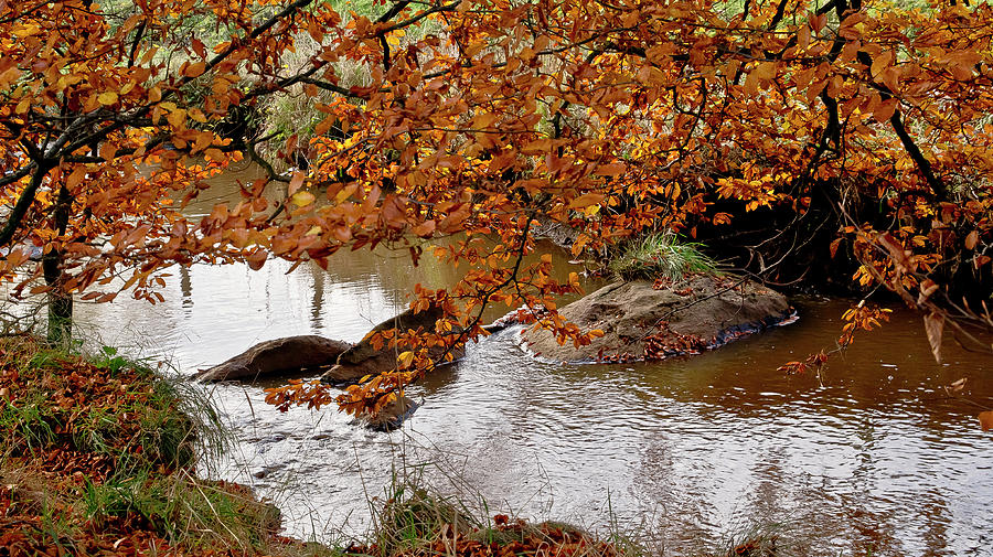 Autumnal branches over the creek Photograph by Elena Perelman