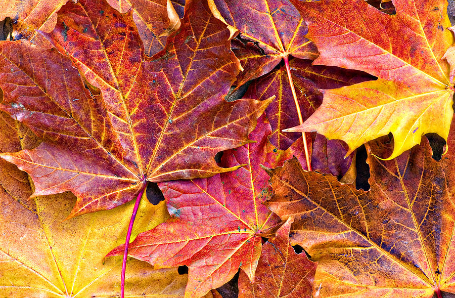 Autumnal Carpet Photograph by Meirion Matthias