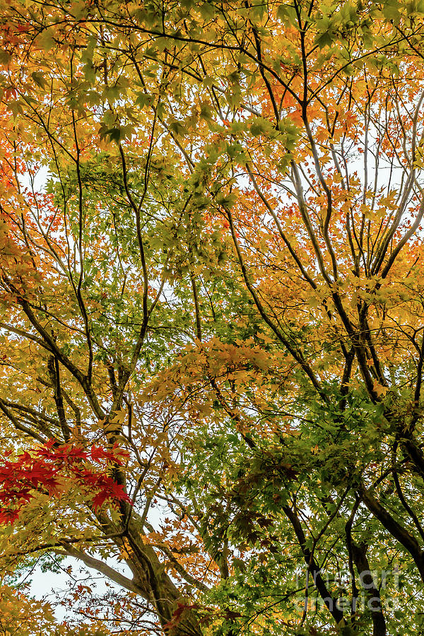 Autumnal color palette Photograph by Claudia M Photography