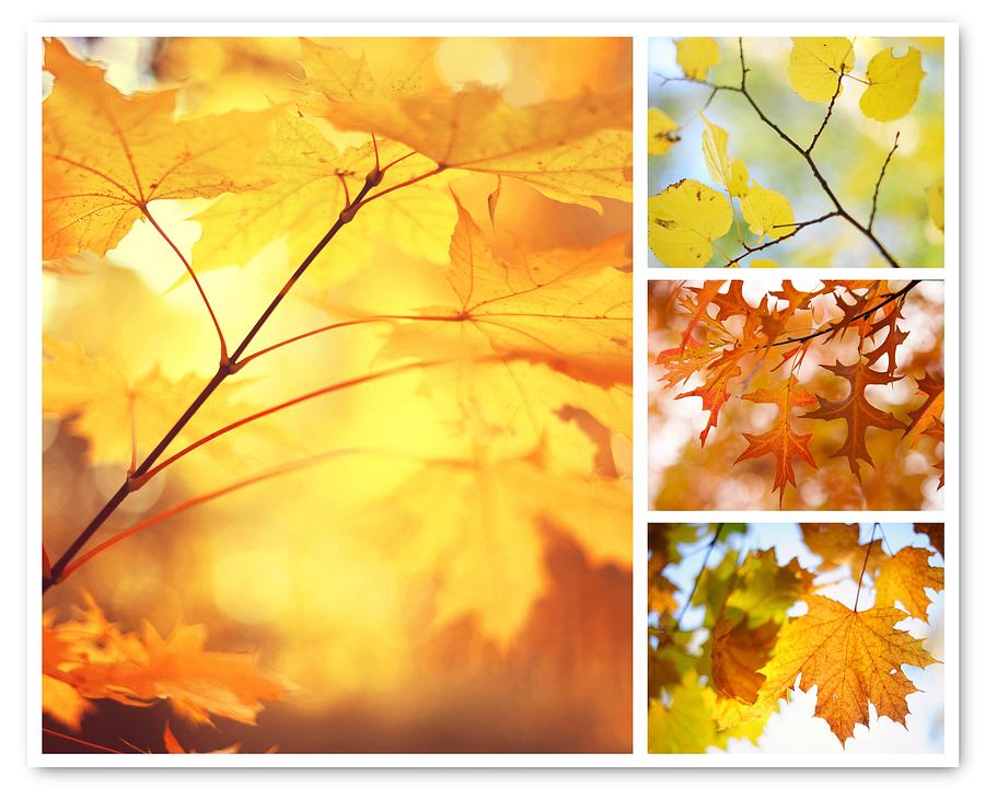 Autumnal Colors 1. Four Seasons Collage Photograph