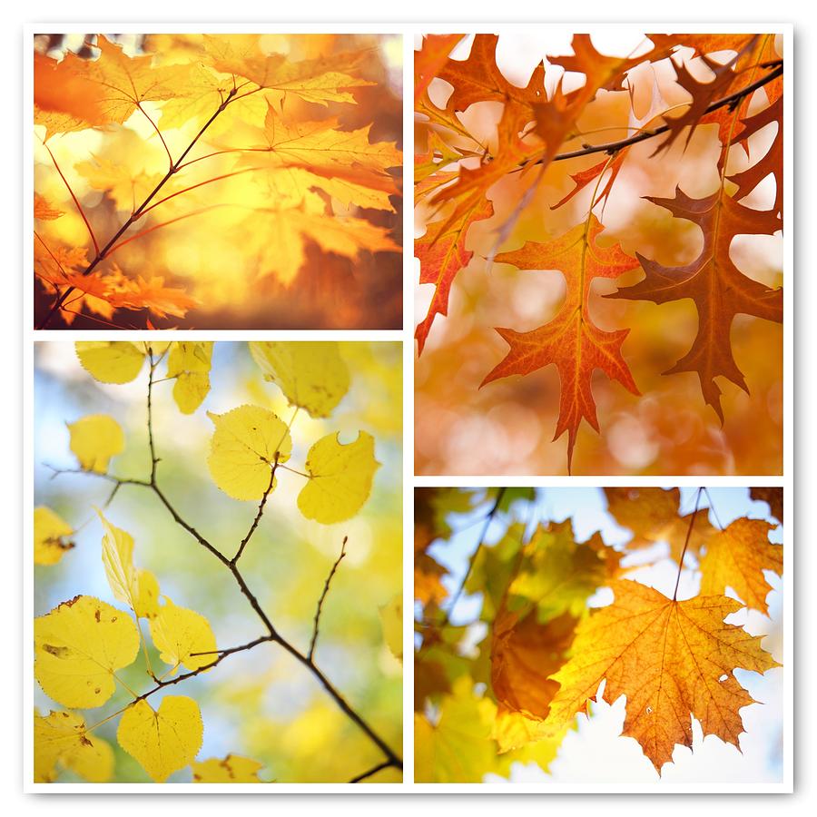 Autumnal Colors. Four Seasons Collage Photograph by Jenny Rainbow