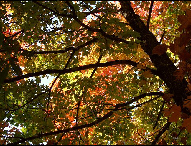 Autumnal Dazzle Photograph by Alana  Schmitt