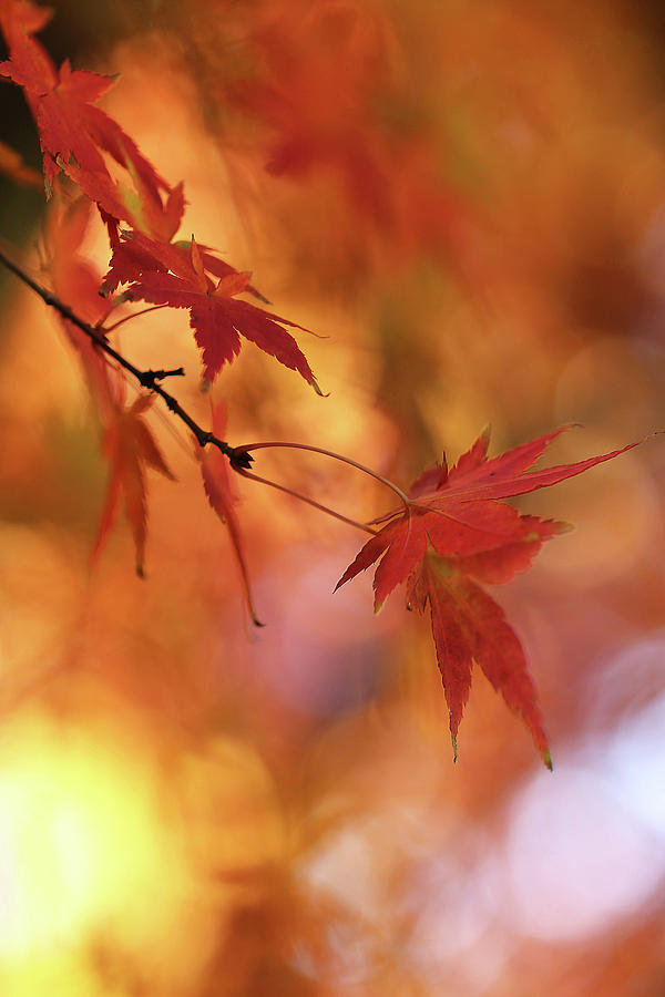 Autumnal Delight Photograph by Vanessa Thomas