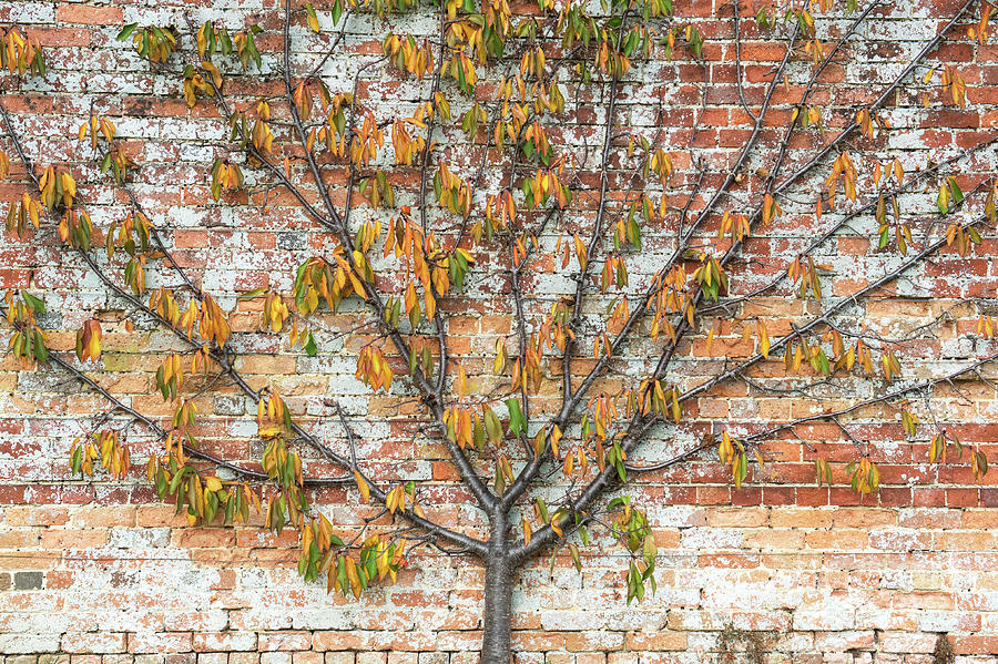 Tree Photograph - Autumnal Espalier Fruit Tree  by Tim Gainey